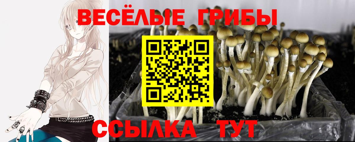 Галлюциногенные грибы GOLDEN TEACHER  Вход с VPN  Новомосковск  Галлюциногенные грибы GOLDEN TEACHER 